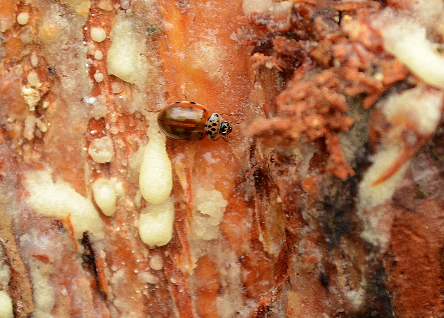 Harmonia quadripunctata