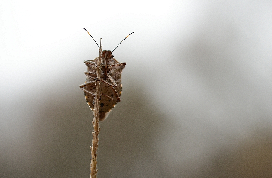Zawadzik leśny (Troilus luridus)