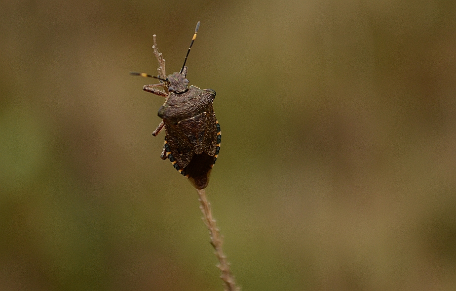 Zawadzik leśny (Troilus luridus)