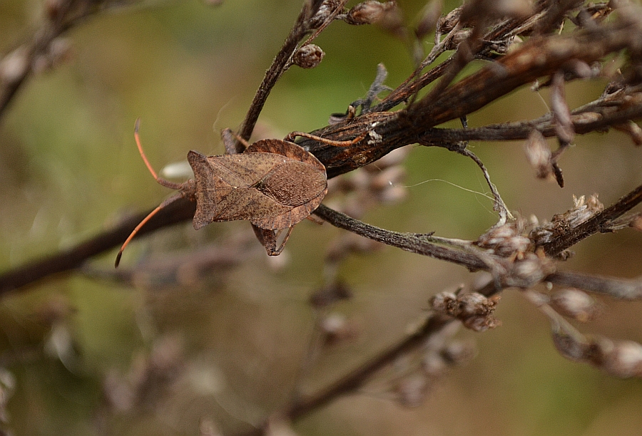 Wtyk straszyk (Coreus marginatus)