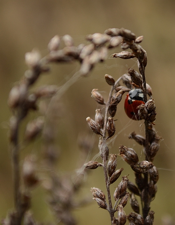 Biedronka siedmiokropka (Coccinella septempunctata)