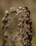 Biedronka siedmiokropka (Coccinella septempunctata)