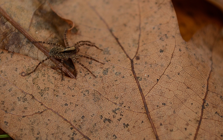 Wałęsak leśny (Pardosa lugubris)