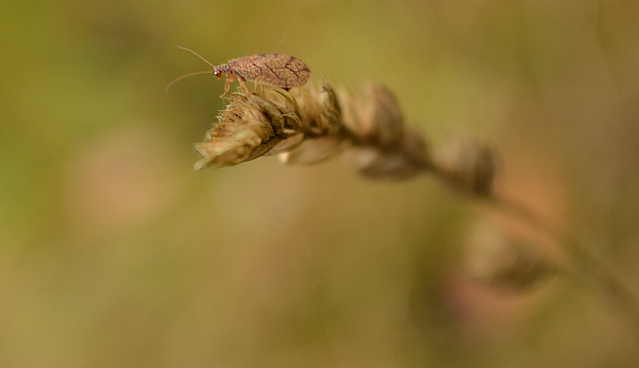 Wrzecionek (Micromus sp.)