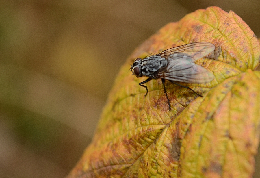 Ścierwica mięsówka (Sarcophaga carnaria)