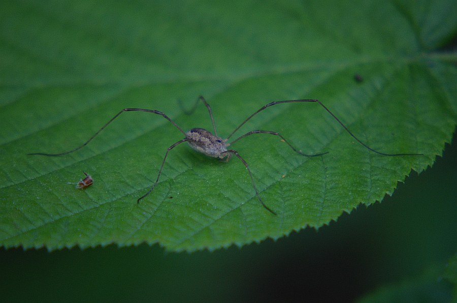 Przedstawiciel - kosarzy, łabuńców (Opiliones)