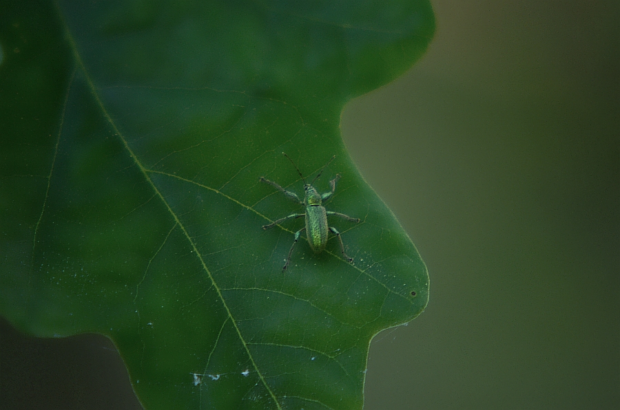 Naliściak (Phyllobius sp.)