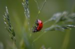 Biedronka siedmiokropka (Coccinella septempunctata)