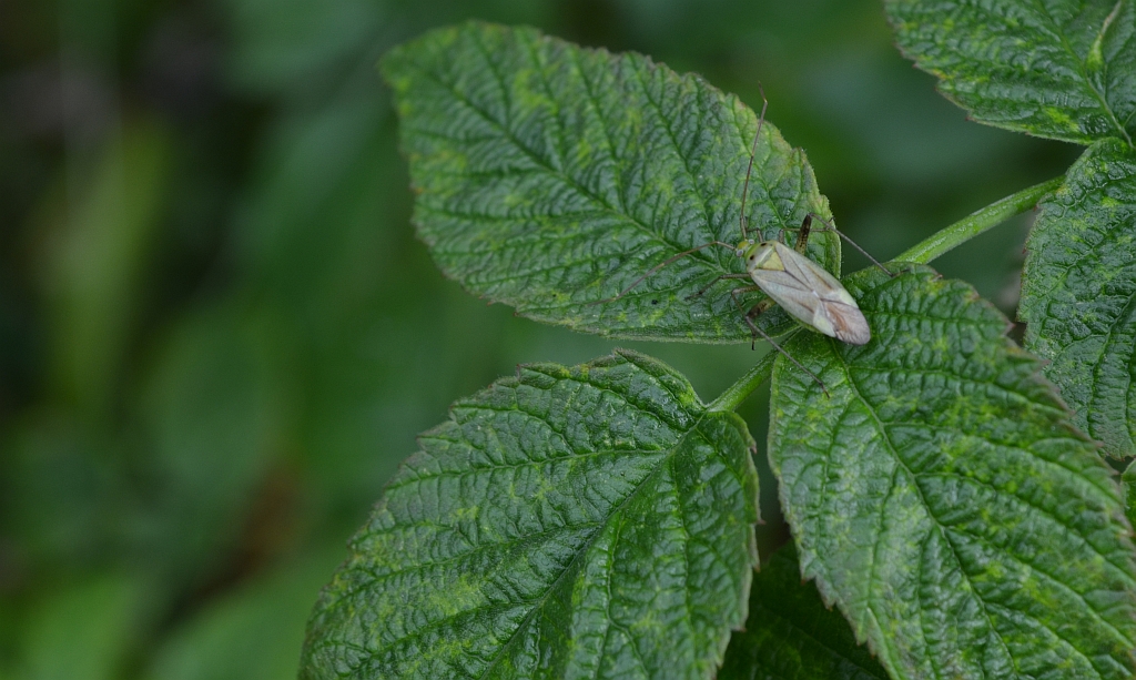 Closterotomus norwegicus