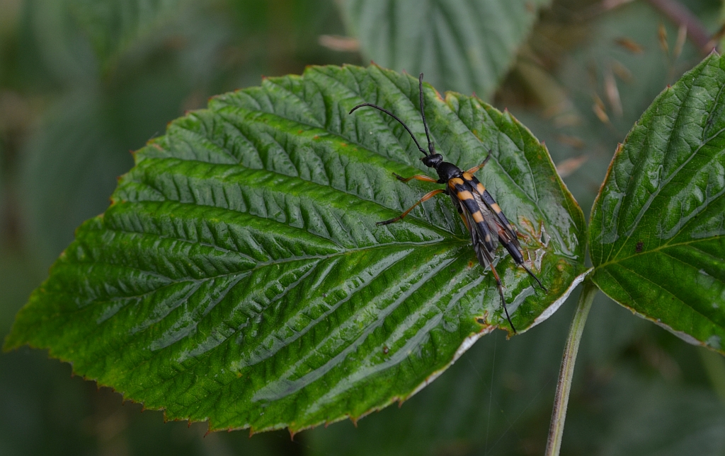 Strangalia plamista (Rutpela maculata)