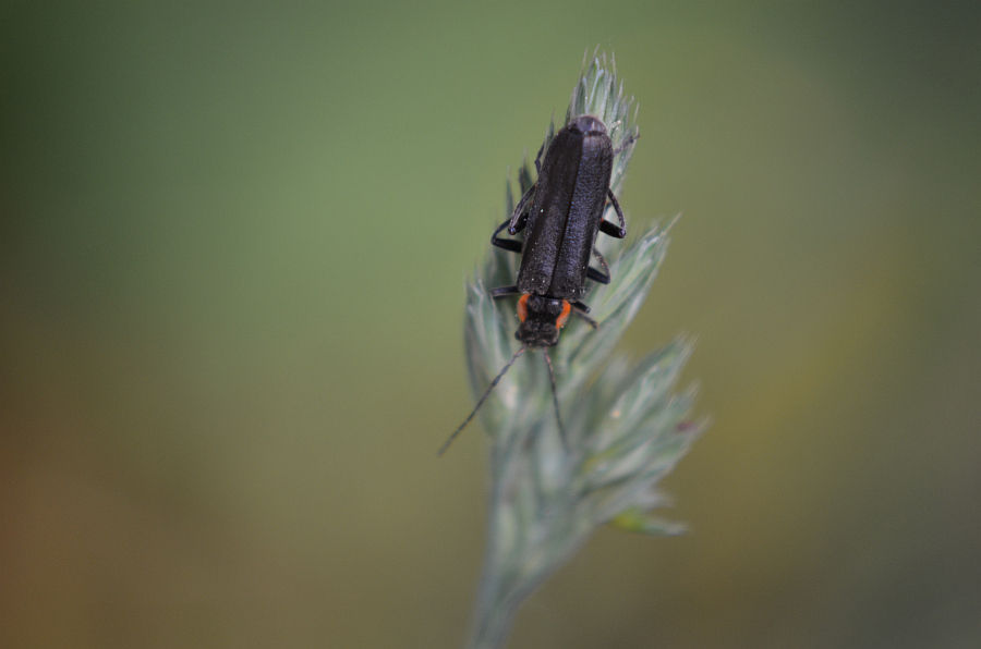 Omomiłek czarny (Cantharis obscura)