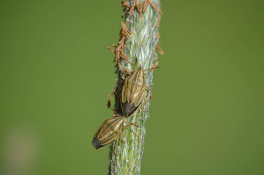 Lednica zbożowa (Aelia acuminata)