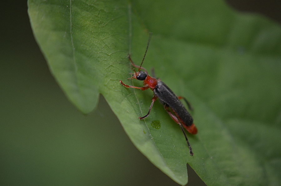 Omomiłek - Cantharis lateralis