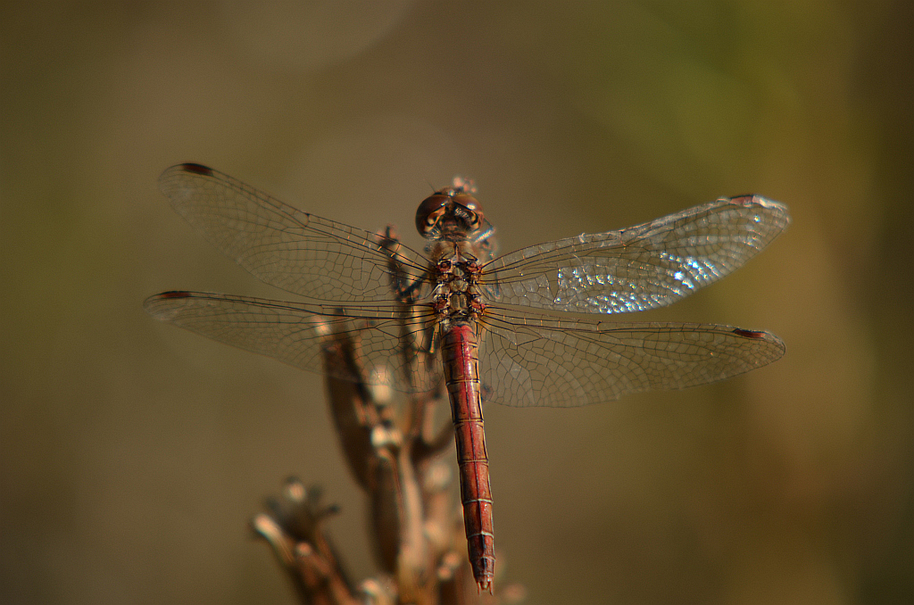 Szablak zwyczajny (Sympetrum vulgatum)