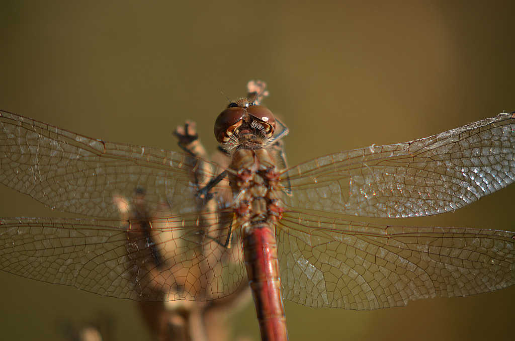 Szablak zwyczajny (Sympetrum vulgatum)
