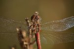 Szablak zwyczajny (Sympetrum vulgatum)
