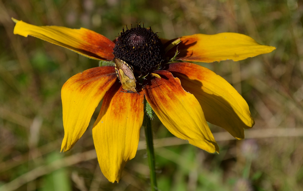 Plusknia jagodziak (Dolycoris baccarum)