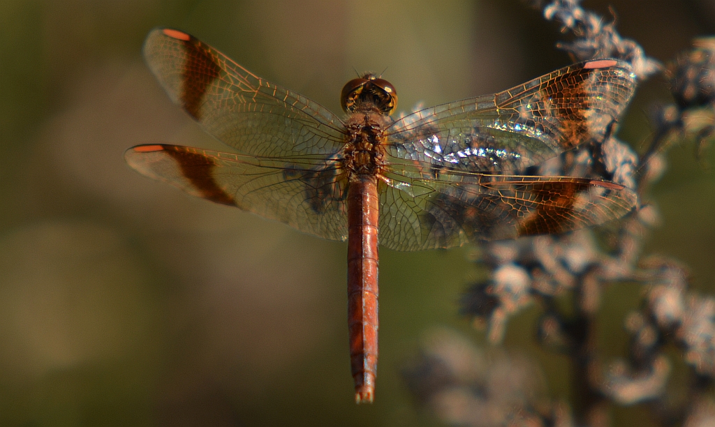 Szablak przepasany, szablak przewiązany, szablak górski (Sympetrum pedemontanum)