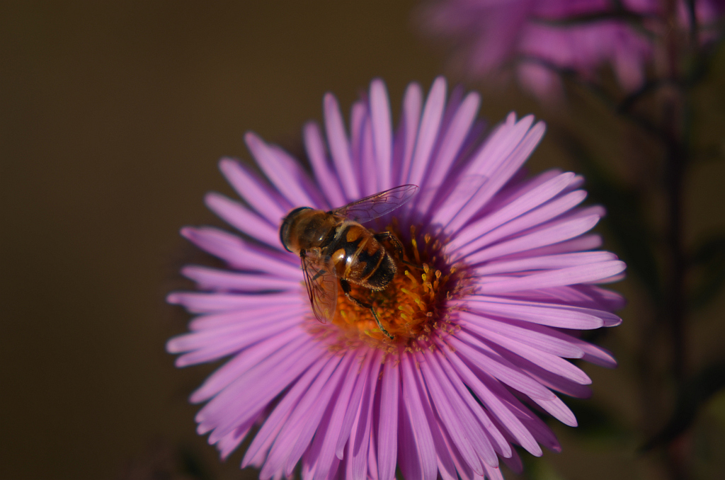 Gnojka wytrwała (Eristalis tenax)