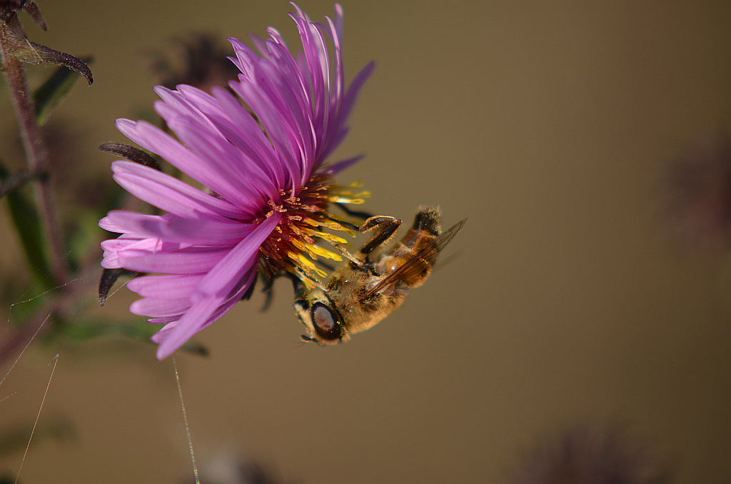 Gnojka wytrwała (Eristalis tenax)