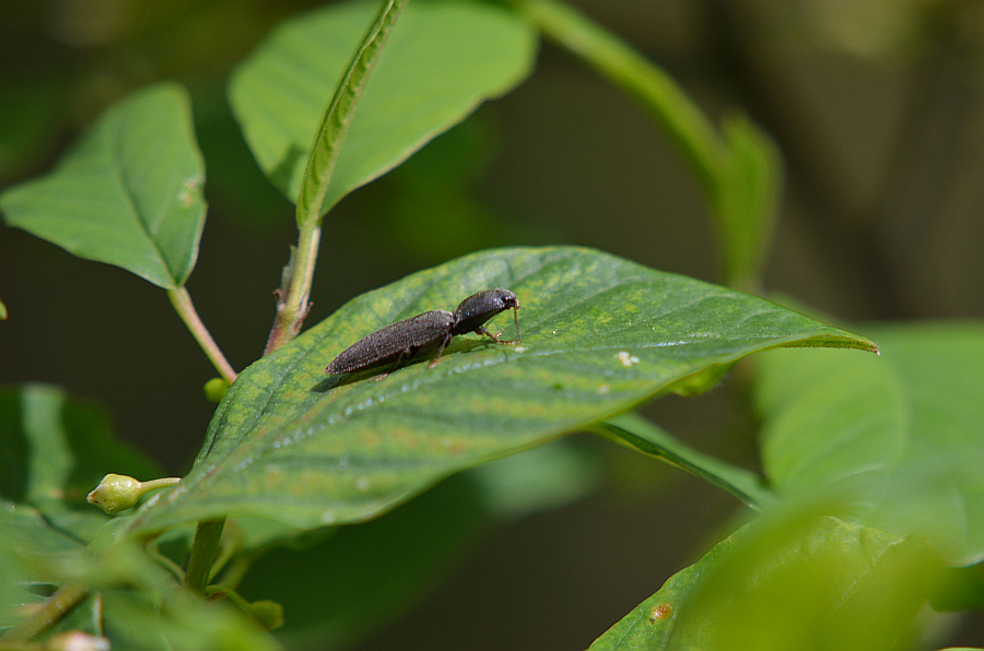 Podrzut myszaty (Agrypnus murinus)
