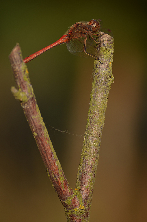 Szablak zwyczajny (Sympetrum vulgatum)
