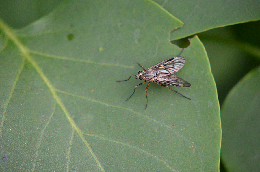 Kobyliczka pniowa (Rhagio scolopaceus)
