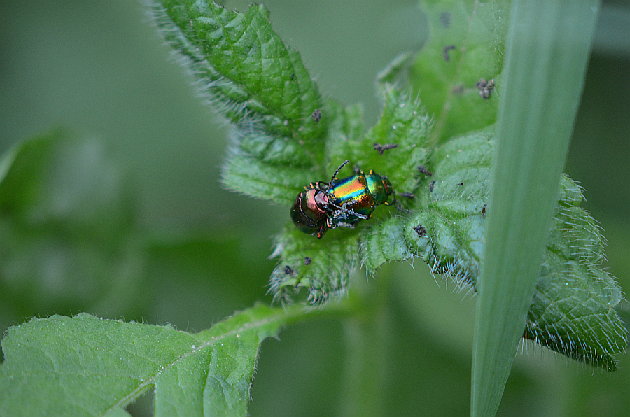 Zmróżka złotawa (Cryptocephalus sericeus) albo Cryptocephalus  solivagus