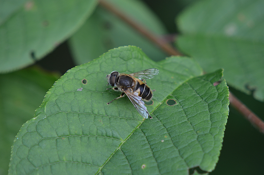 Eristalis arbustorum