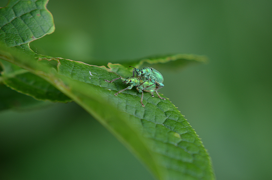 Naliściak (Phyllobius sp.)