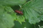 Strojnica baldaszkówka, strojnica włoska (Graphosoma lineatum)