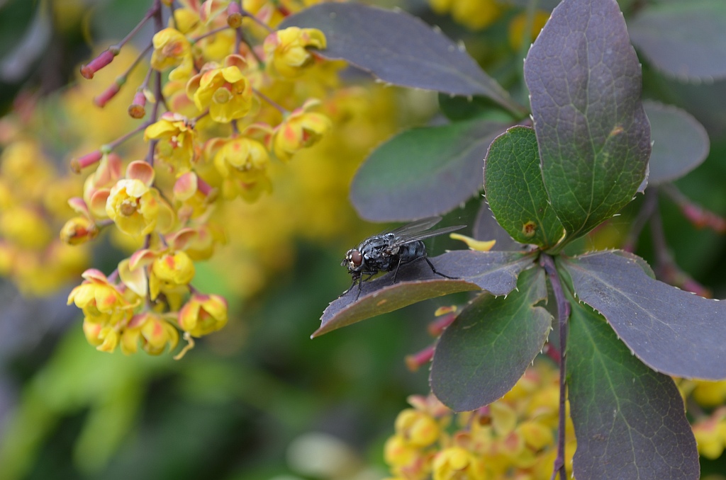 Plujka pospolita (Calliphora vicina)