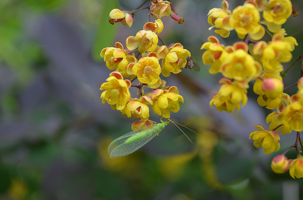 Złotook pospolity (Chrysopa vulgaris)