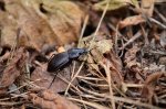 Biegacz gajowy (Carabus nemoralis)