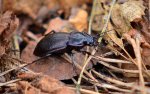 Biegacz gajowy (Carabus nemoralis)