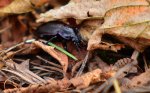 Biegacz gajowy (Carabus nemoralis)