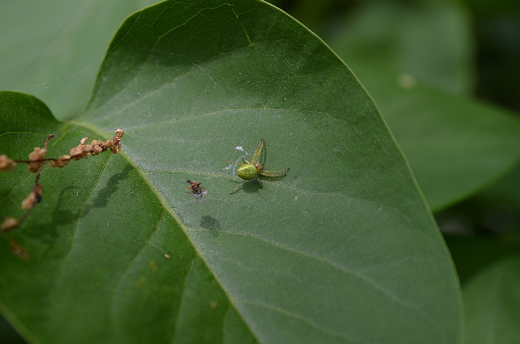 Krzyżak zielony, nalistnik zielony (Araniella cucurbitina)