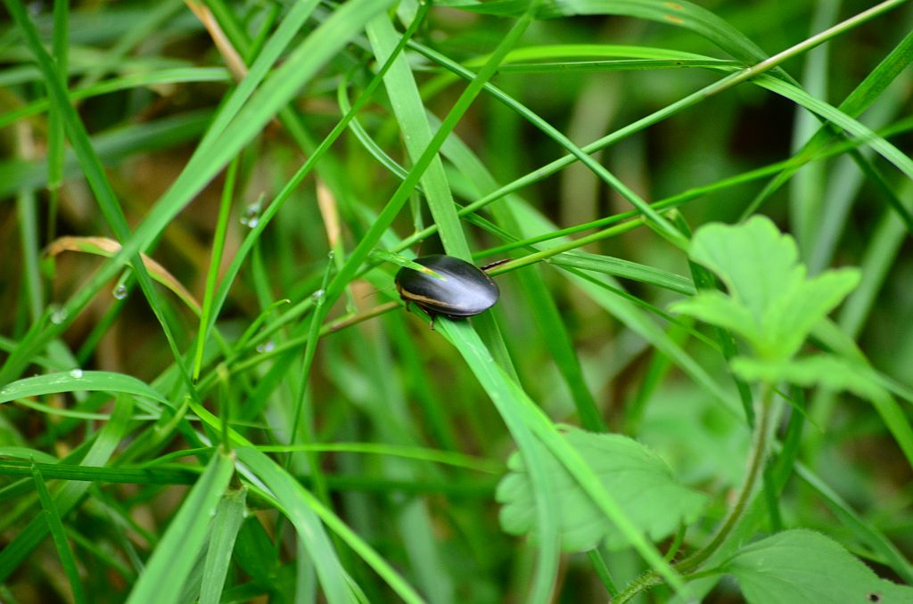Pływak żółtobrzeżek (Dytiscus marginalis)