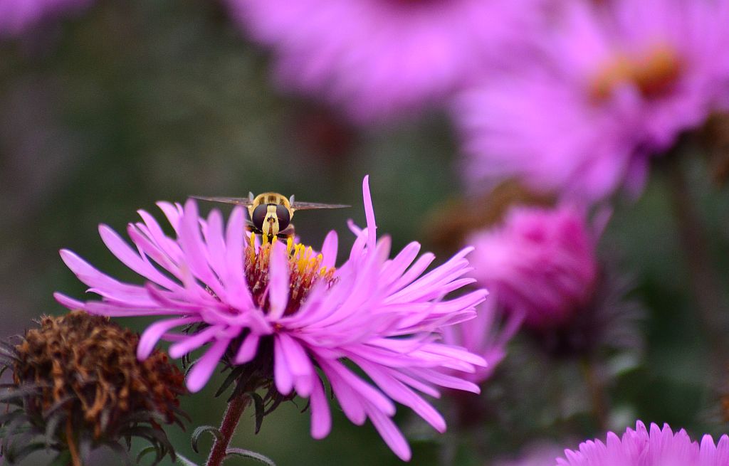 Bzyg prążkowany (Episyrphus balteatus)