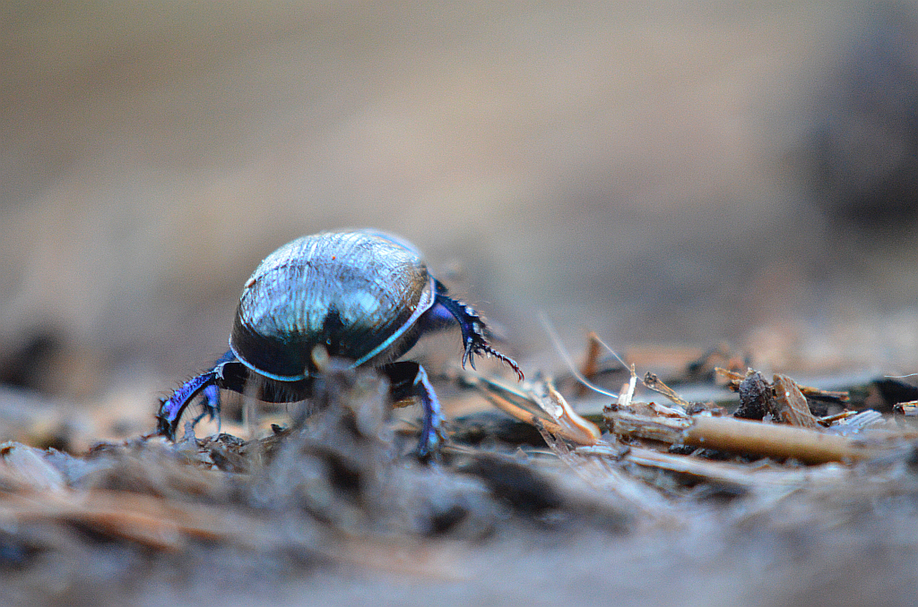 Żuk wiosenny (Trypocopris vernalis)