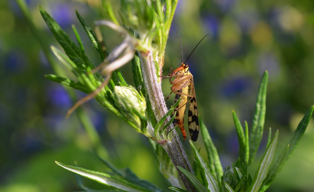Wojsiłka pospolita (Panorpa communis)