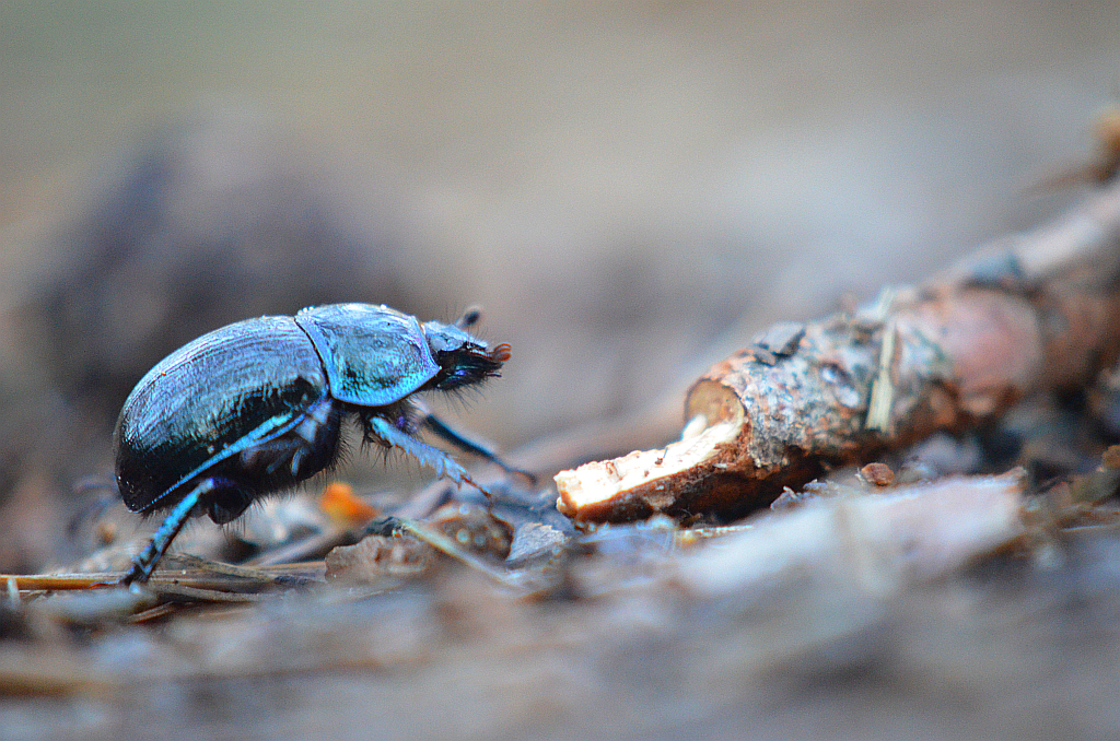 Żuk wiosenny (Trypocopris vernalis)