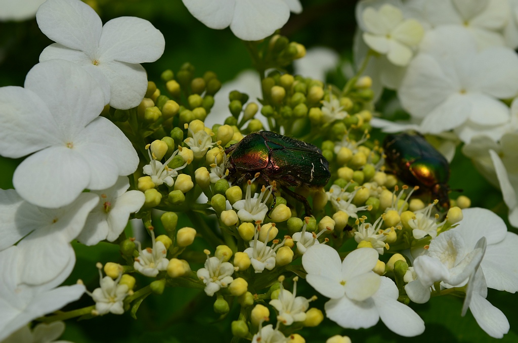 Kruszczyca złotawka (Cetonia aurata)