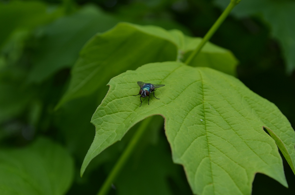 Plujka (Lucilia sp.)