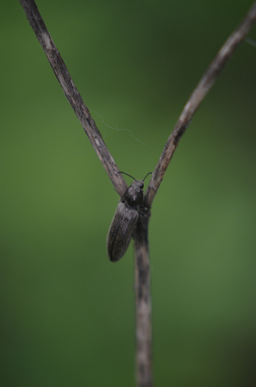 Sprężyk - Limonius minutus