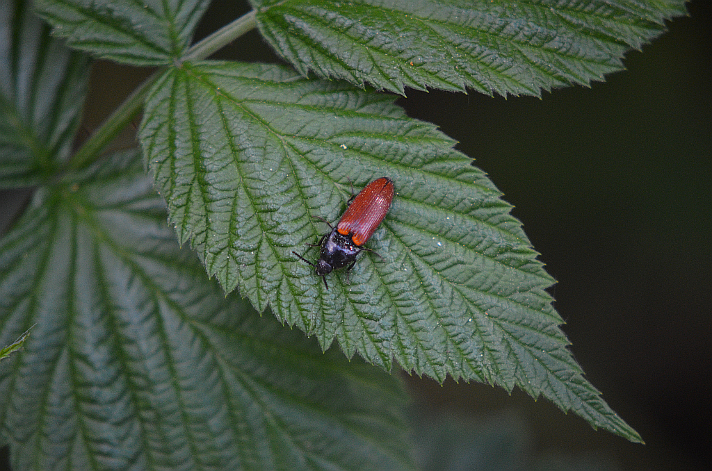 Sprężyk sosnowy (Ampedus sanguineus)