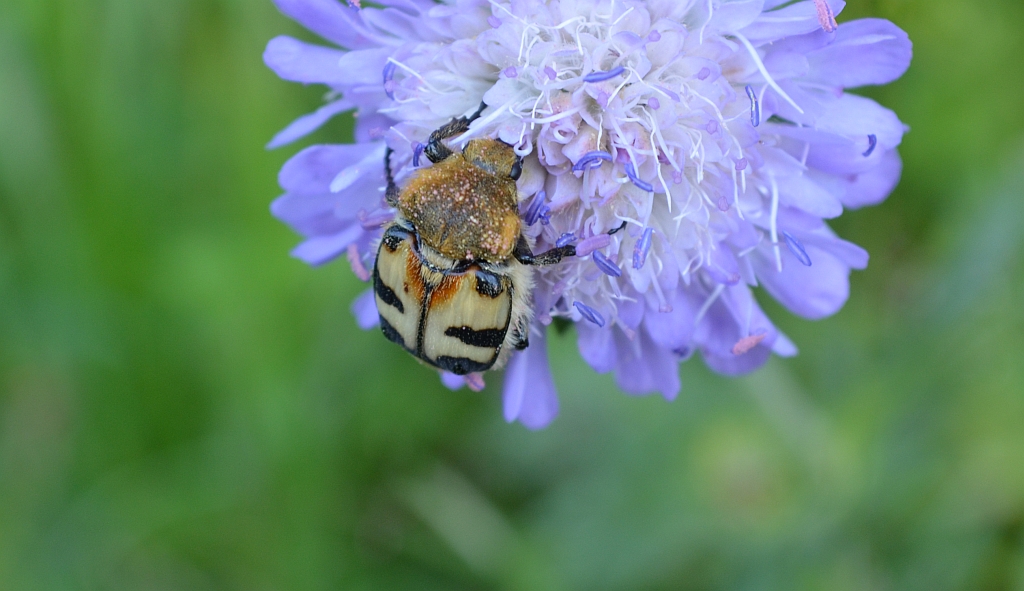 Orszoł prążkowany (Trichius fasciatus)