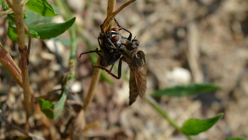 Łowiec czarniawy (Machimus atricapillus)