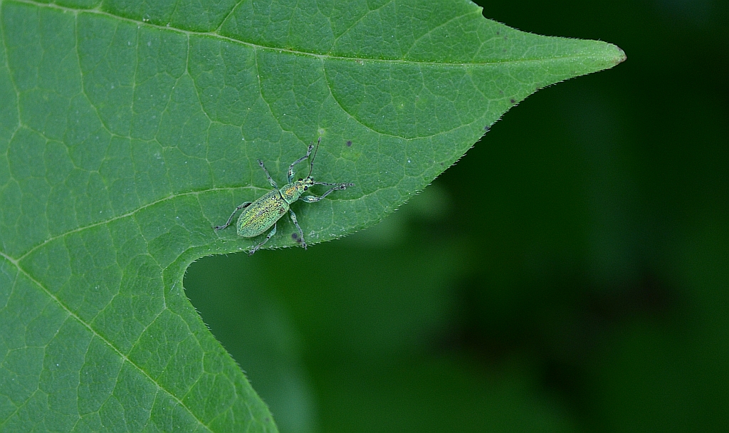 Naliściak brzozowiak (Phyllobius betulinus)
