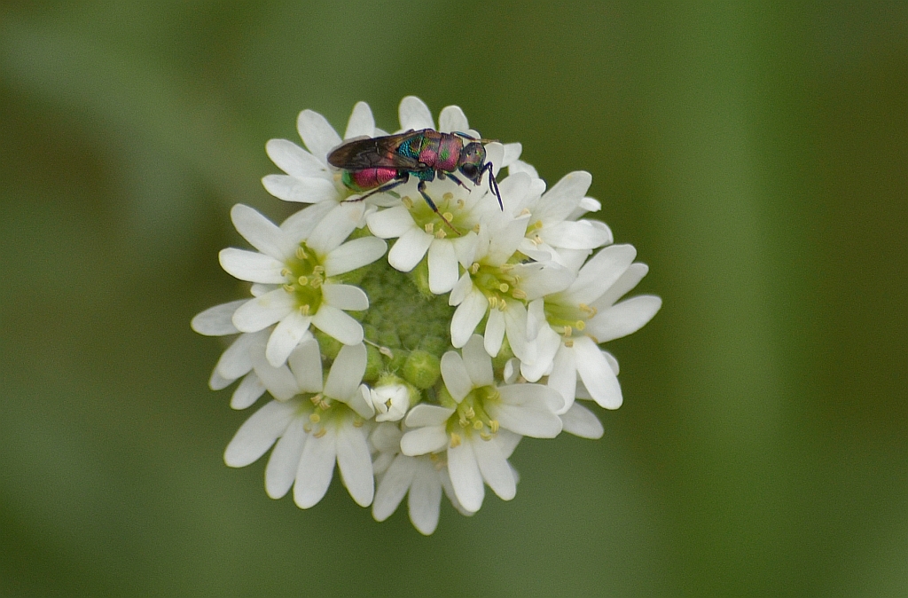 Złotolitka - Hedychrum rutilans lub Hedychrum nobile